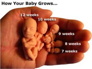 How Babies Grow in The Womb
